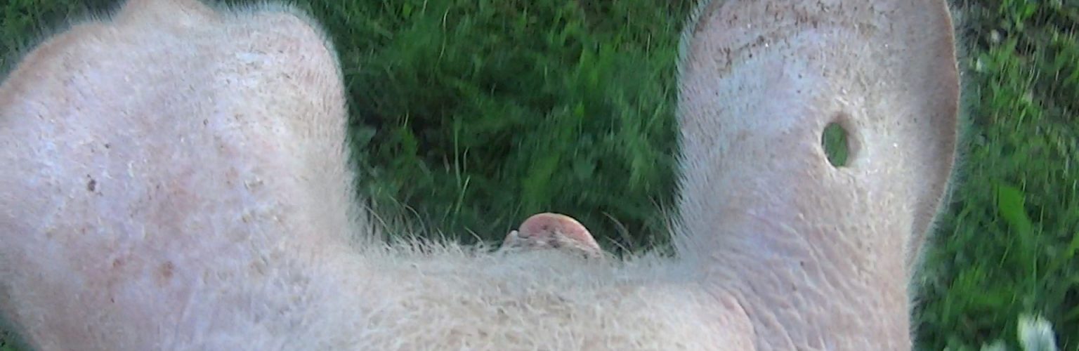 Kuvakaappaus yhdestä Siat-näyttelyn taideteoksesta, jossa näkyy Paavo-possun korvat.